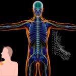 What is a brachial plexus injury treatment in Delhi